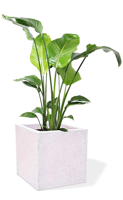 Square Planter
