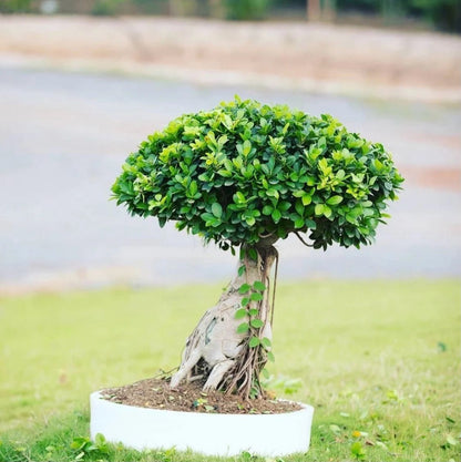 Bonsai Planter