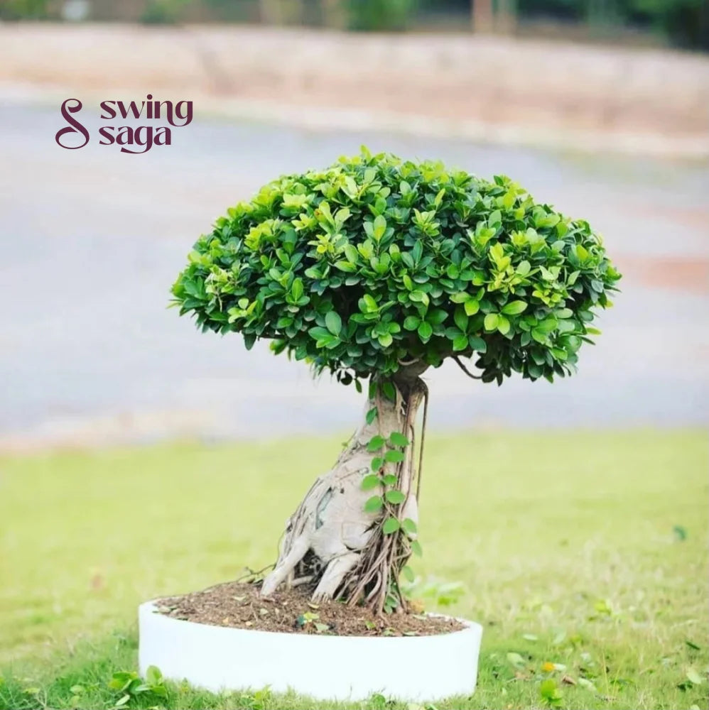 Bonsai Planter