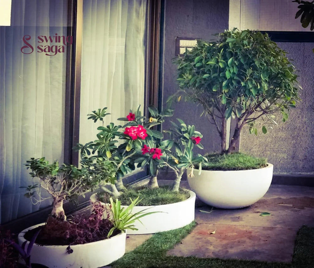 Bonsai Planter