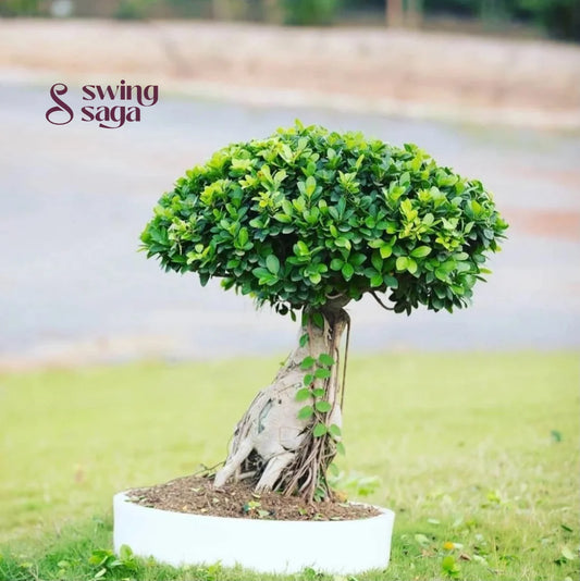Bonsai Planter