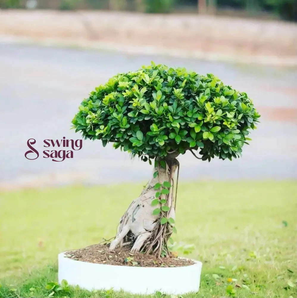 Bonsai Planter
