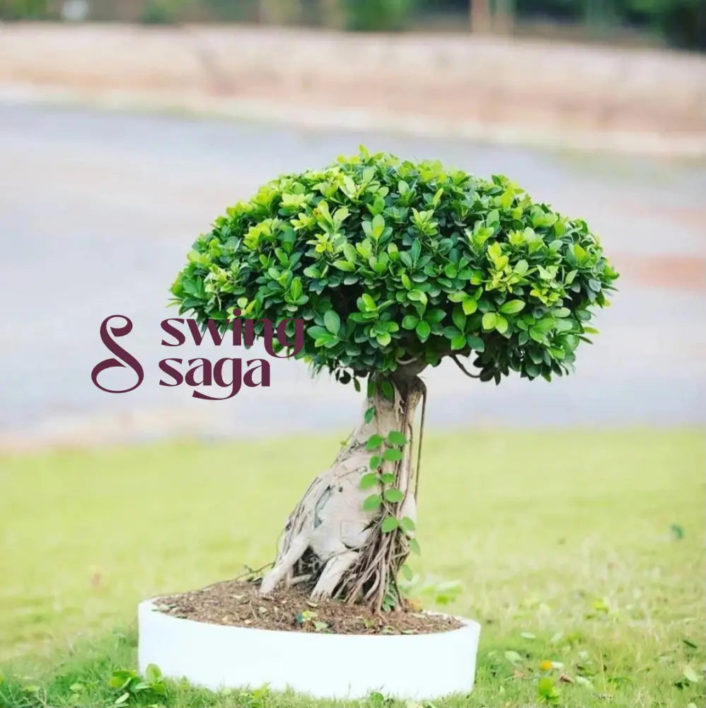 Bonsai Planter