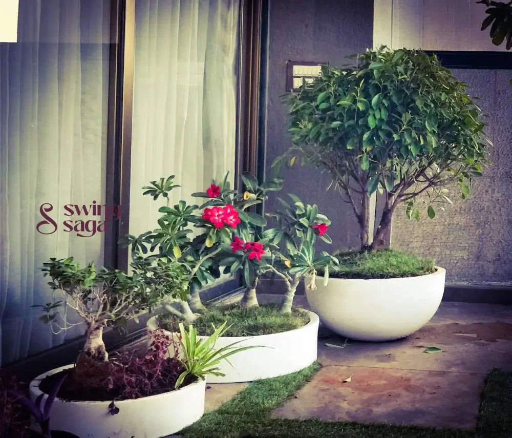 Bonsai Planter