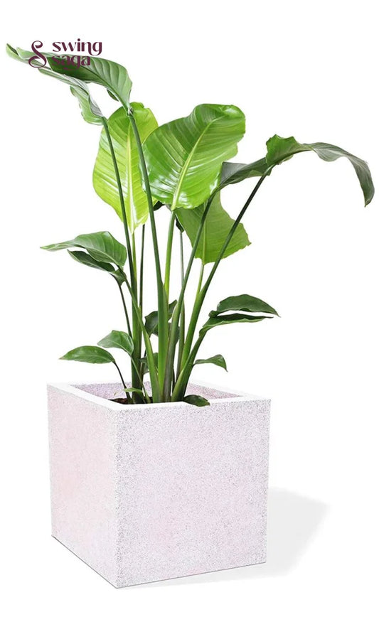 Square Planter