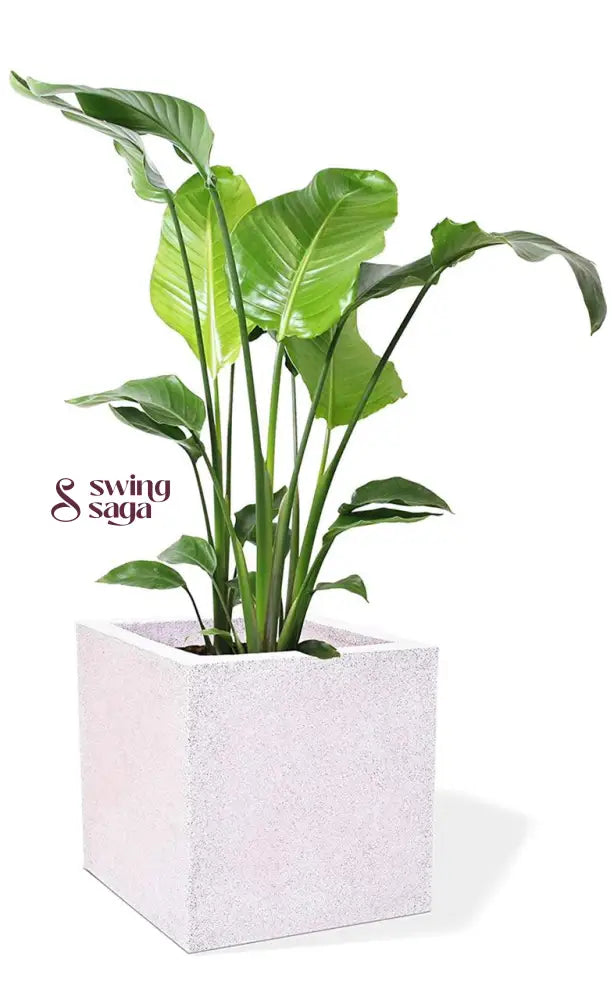 Square Planter