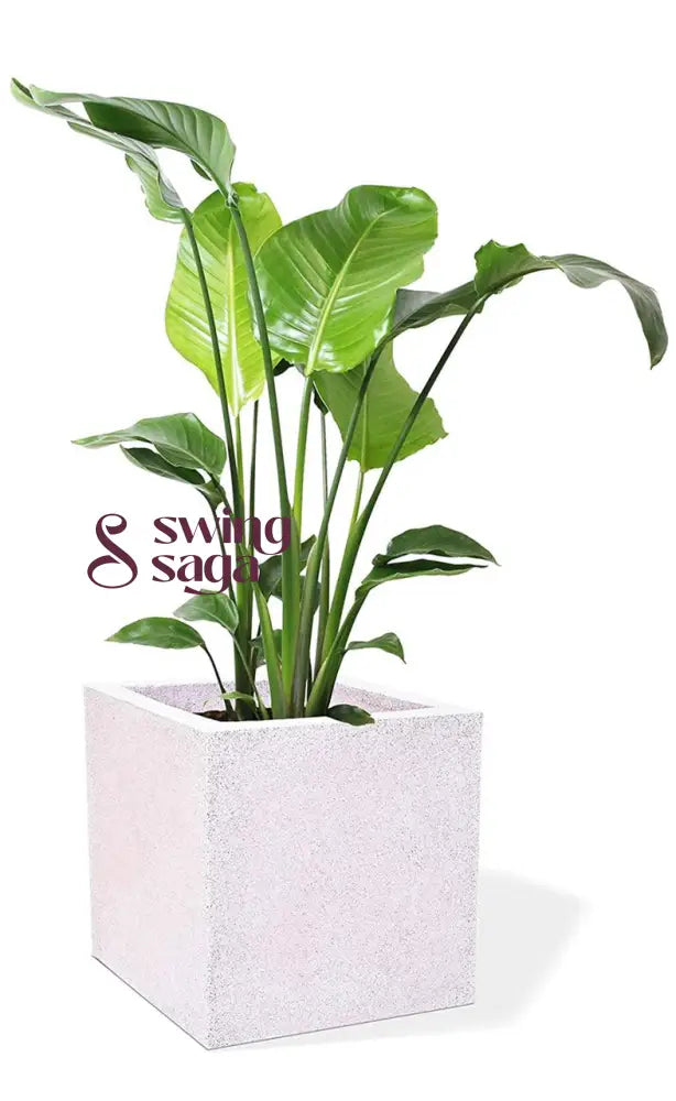 Square Planter